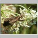 Himacerus mirmicoides - Sichelwanze 02.jpg